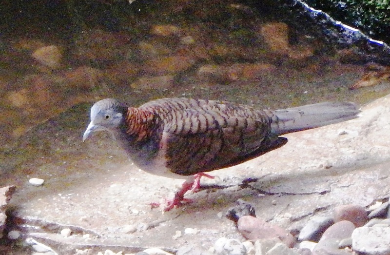 Kieler StarpalastBand 